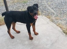 Rotveyler