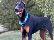 Doberman