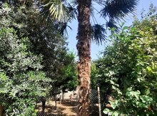 Palma ağacı