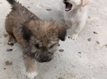 Malta bolonkası və pekines