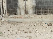 Samoyed 