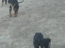 Doberman balası 