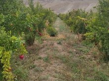 200 sot torpaq sahəsi, Qobustan r.