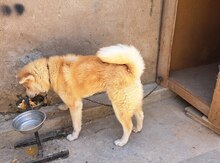 Akita-inu