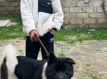 Akita-inu