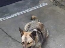 Belçika ovçarkası