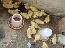 Ördək balaları