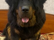Tibetan mastif