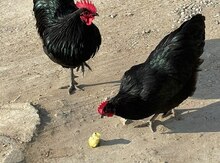 Mayalı avstralorp toyuğu yumurtası