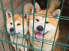 Akita-inu
