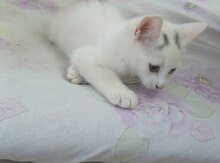 Siam pişiyi etibarlı əllərə verilir
