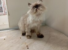 Pers pişiyi 