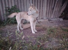Haski