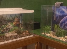 Akvarium və balıqlar