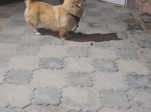 Həyət iti