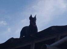 Doberman