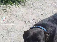 Doberman balası 