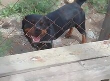 Rotveyler