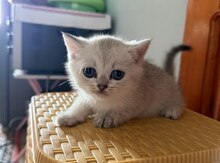 Şinşilla pişiyi balaları