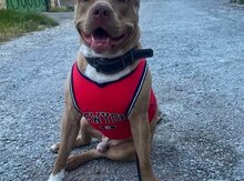 Pitbul (cütləşdirmək üçün)