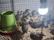 Qırqovul, hinduşka, kəklik cücələri