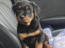 Rotveyler
