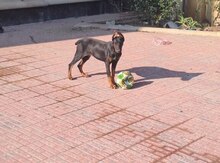 Doberman