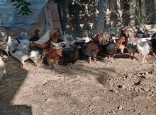 Kənd toyuqları