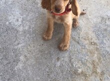 Pitbul