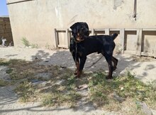 Rotveyler