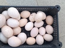 Mayalı toyuq və hinduşka yumurtası 