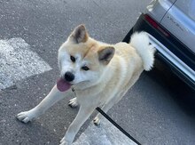 Akita-inu
