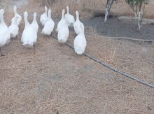Ördəklər