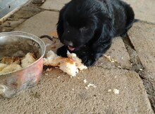 Koker spaniel