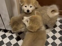 Akita-inu