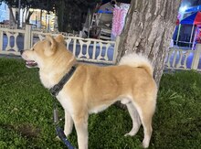 Akita-inu