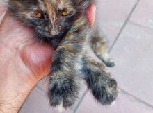 Meyn-kun pişiyi