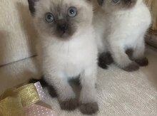 Siam pişiyi balaları