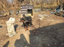 Doberman