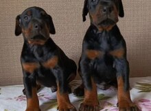 Doberman