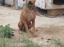 Pitbul