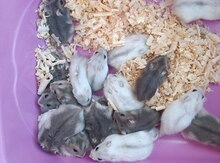 Cunqar dağsiçanları