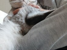 Avropa pişiyi 