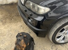 Rotveyler