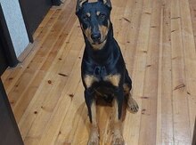 Doberman