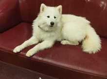Samoyed 