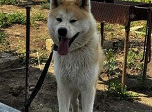 Akita-inu