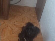Çau-çau 