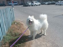 Samoyed