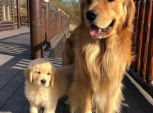 Qızılı labrador retriver balaları
